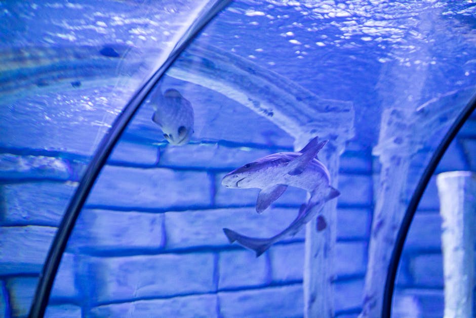 Children walking through the underwater shark tunnel at L'Aquarium Barcelona