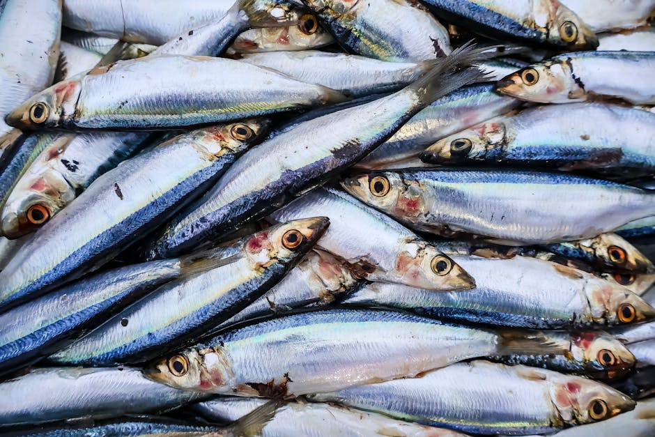 A fish market stall in Barcelona with fresh sardines, prawns, and other Mediterranean catch displayed on ice
