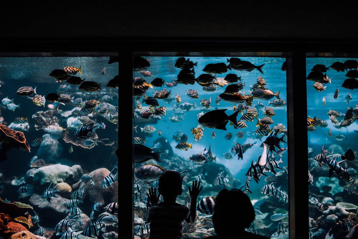 Children watching sharks through the glass tunnel at Barcelona Aquarium during a family visit