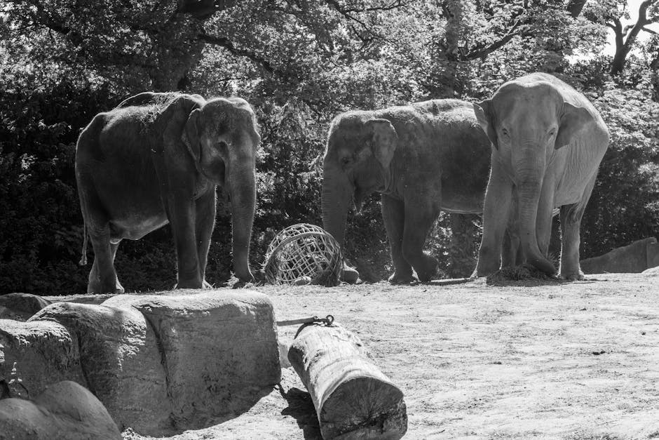 A family of African elephants at the Barcelona Zoo with greenery in the background