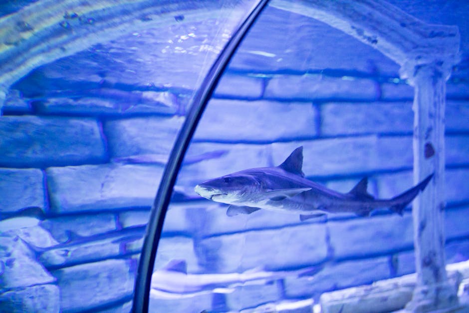 Underwater glass tunnel at L'Aquarium Barcelona with sharks swimming overhead