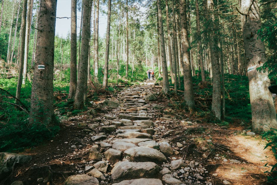 A hiking trail in Collserola Natural Park with pine trees and the Barcelona skyline visible in the distance