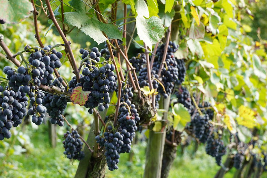 A Penedes vineyard with rows of grapevines and Catalan landscape
